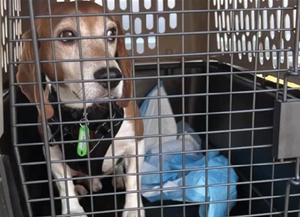 Beagles used for testing in labs will feel sunshine for first time in Kelowna