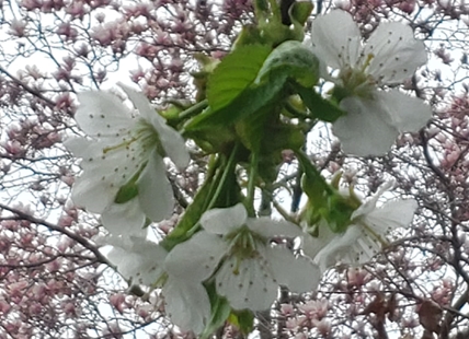 iN PHOTOS: Enchanting cherry blossoms, colourful tulips bloom in Kamloops, Okanagan