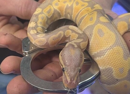 Python stolen by teens from Kelowna pet store recovered