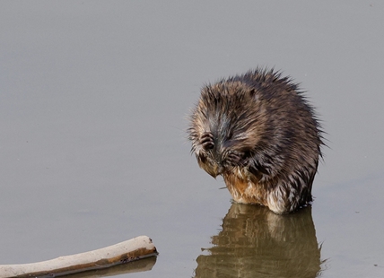 iN PHOTOS: Muskrats get busy as spring arrives in Kamloops, Okanagan