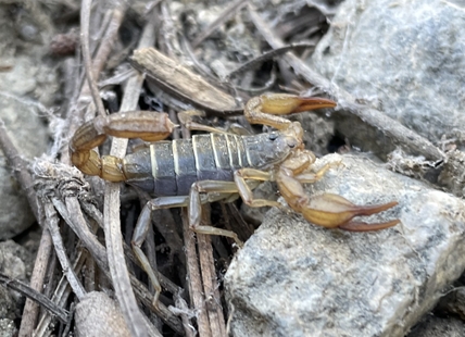 Penticton amateur entomologist makes lucky scorpion find