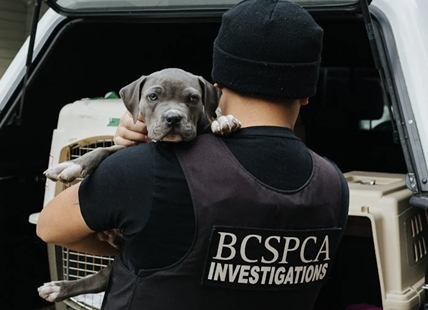 BC SPCA creates new position in Vernon to fill gap from shelter closure