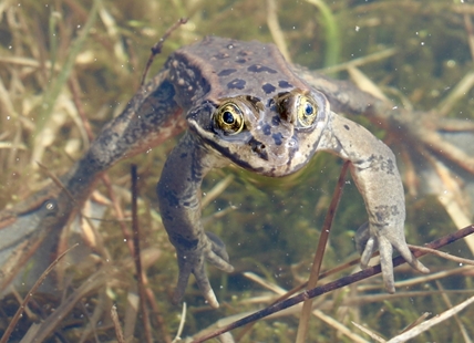 iN PHOTOS: Nature lovers celebrate flora, fauna for Earth Day in Kamloops, Okanagan