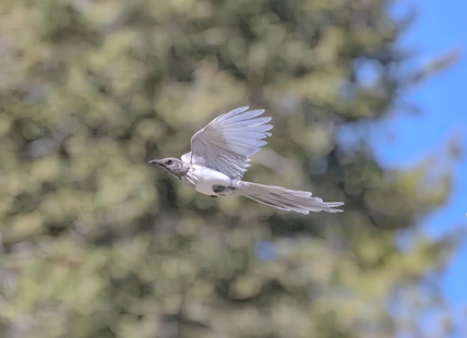 Rare white magpie making its home in Clinton area