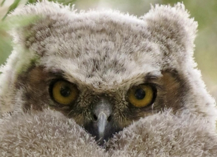 iN PHOTOS: Images of downy baby owls captured in Kamloops, Okanagan