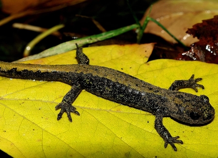 iN PHOTOS: Warty, wet and web-toed amphibians busy breeding in Kamloops, Okanagan