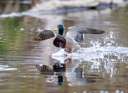 iN PHOTOS: Splish, splash birds take a bath in Kamloops, Okanagan