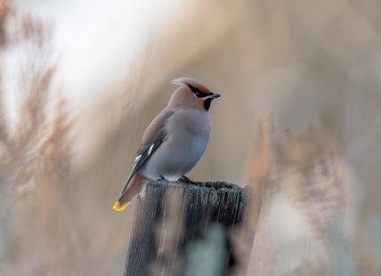 Free bird watching tour at TRU later this month