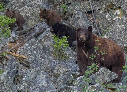 iN PHOTOS: Okanagan wildlife photographer gets surprise from favourite bear