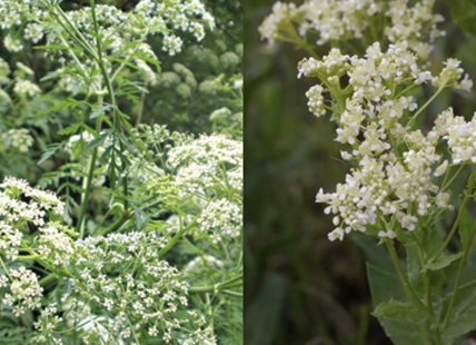 Invasive species management group says watch out for poisonous plant in Columbia Shuswap