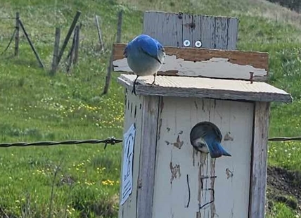 iN PHOTOS: Mountain bluebirds nesting in custom-made boxes in Kamloops