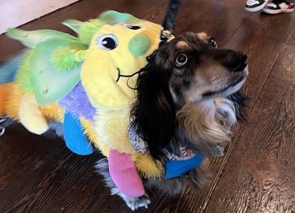 iN PHOTOS: ‘Weenie Waggle’ dog race and more at pet expo in Kelowna