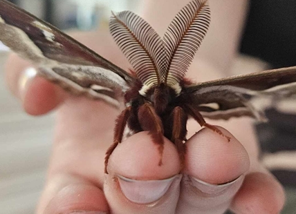 iN PHOTOS: Mammoth-sized moths grab attention in Kamloops, Okanagan