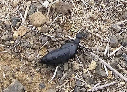 Kamloops hiker finds creepy looking beetle with powerful defence mechanism