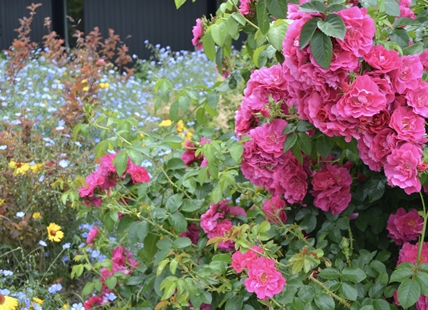 iN PHOTOS: Kelowna garden tour showed off stunning flower beds and eco-friendly approaches