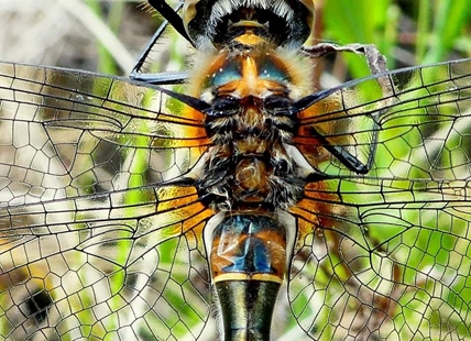 iN PHOTOS: A close up look at flora and fauna in Kamloops, Okanagan