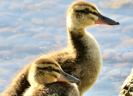 iN PHOTOS: Natural beauty abounds on a walk along Penticton shorelines