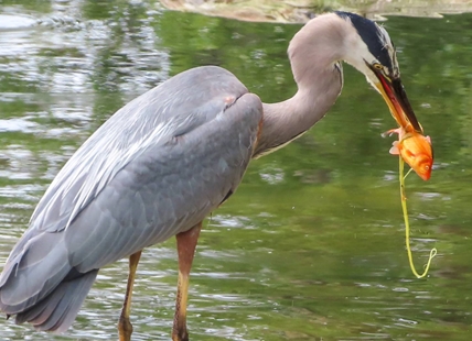 'Don’t let it loose': Why invasive goldfish in Kelowna pond is a problem