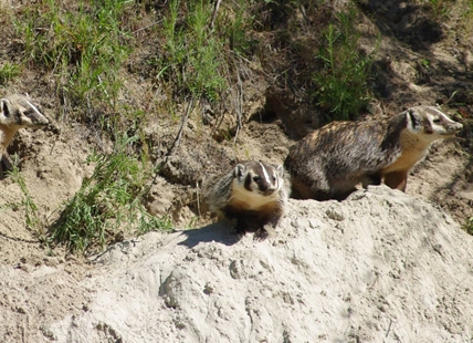 South Okanagan man finds and photographs family of endangered badgers