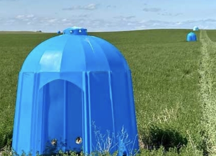 Meet the bees that live in those blue shelters in North Okanagan fields