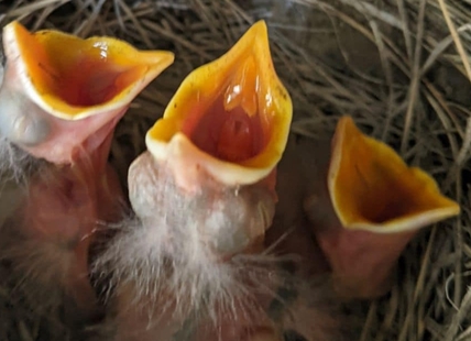 iN PHOTOS: Robins raise family in nest on Summerland front door