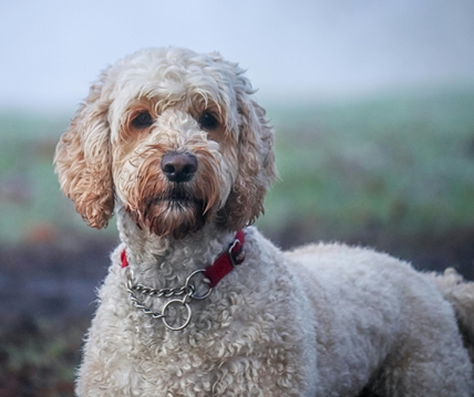 Kelowna breeder wins after being sued over sick Labradoodle