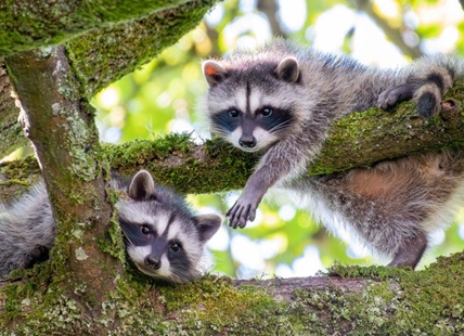 Calling on wildlife photographers to enter BC SPCA contest