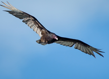 iN PHOTOS: Thompson-Okanagan home to strange looking turkey vultures