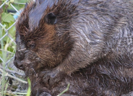 iN VIDEO: Rescued Okanagan beavers to be released in new wetland home