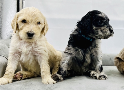 Goldendoodle livestream from Vernon spreads joy across the globe