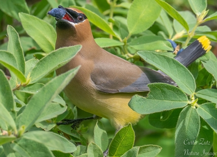 iN PHOTOS: Cedar waxwings fill up on berries in Okanagan, Kamloops