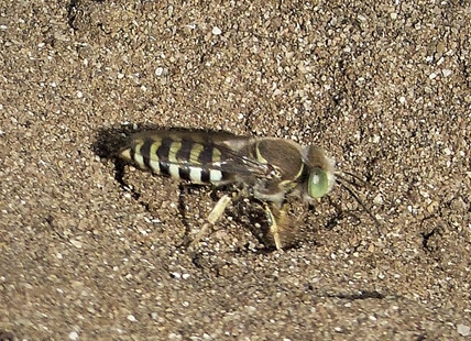 iN VIDEO: Watch an amazing sand wasp dig a burrow in South Okanagan