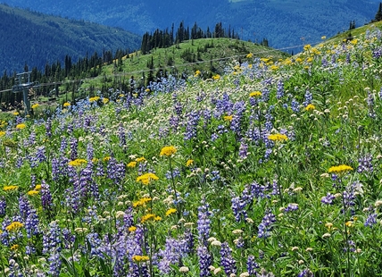 iN PHOTOS: Breathtaking alpine wildflowers in full bloom in Okanagan, Kamloops