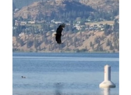 iN VIDEO: Bald eagle’s hunt for breakfast on Skaha Lake in Penticton