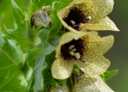 Beware of black henbane, a poisonous destructive plant in Kamloops, Okanagan