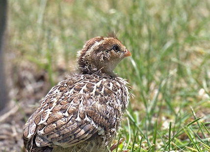 iN PHOTOS: Baby quail bring extra dose of cuteness to Okanagan landscape