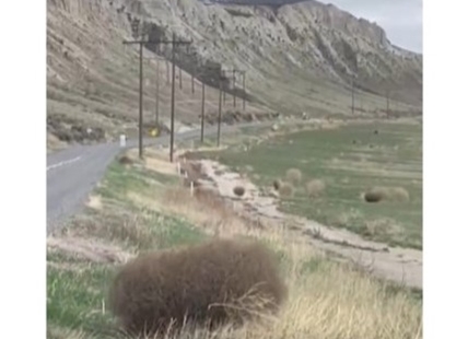 iN VIDEO: An homage to the tumbling tumbleweeds of Kamloops