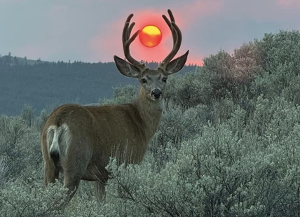 Right place, right time: Kamloops woman captures viral nature photo