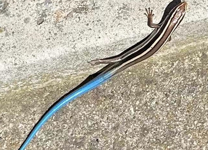 Bright blue tail of threatened species spotted on Penticton property