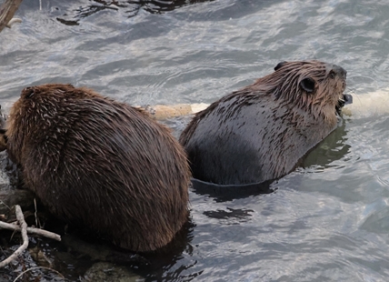 Sound up: Listen to adorable beavers munch and crunch in Kamloops river