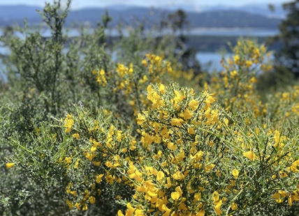 iN VIDEO: Highly flammable invasive plant spreading in North Okanagan