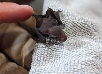 iN VIDEO: Baby bat reunited with mother on south Okanagan property