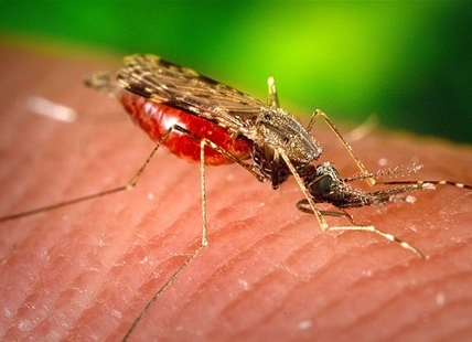 'Perfect storm': Mosquito population explodes in Kamloops, Okanagan