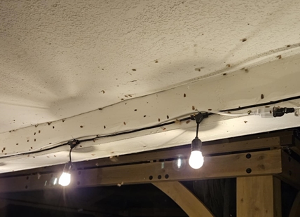 iN VIDEO: Why massive swarms of moths appear in summer in Thompson-Okanagan