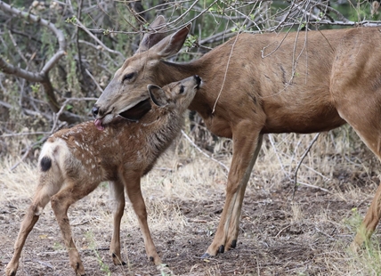 iN PHOTOS: Wildlife moms and young share tender moments in Thompson-Okanagan