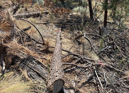 Trees cut down illegally in Kelowna park