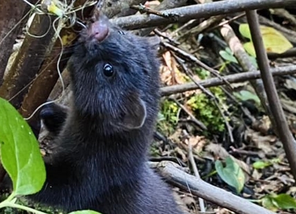 Vernon hiker rescues distressed mink wrapped up in fishing line