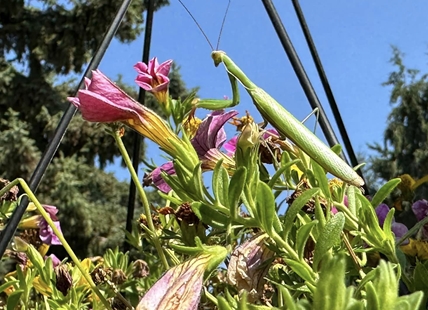 iN PHOTOS: Bizarre-looking insects in Thompson-Okanagan