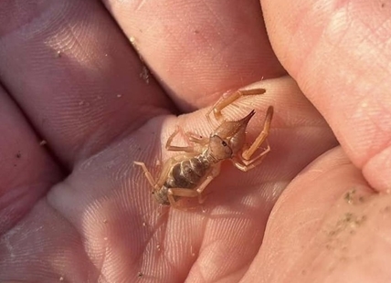 South Okanagan man makes rare spider find after decade of searching