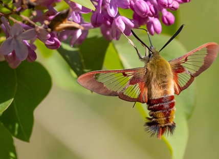 iN PHOTOS: Bizarre looking insects in Thompson-Okanagan part two